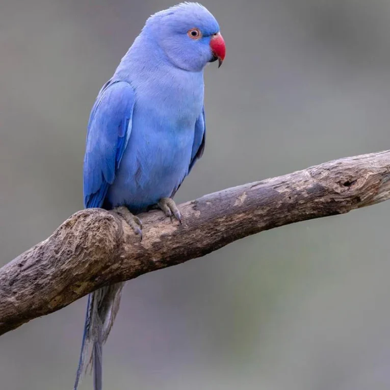 indian-ring-neck-parrot-violet-589265_836x836.jpg.webp