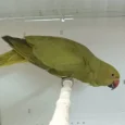 indian-ring-neck-parrot-yellow-oliver-257076_836x836.jpg-1.webp