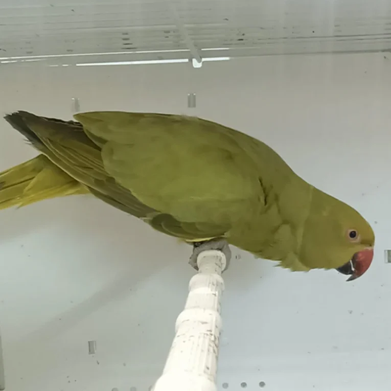 indian-ring-neck-parrot-yellow-oliver-257076_836x836.jpg-1.webp