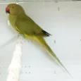 indian-ring-neck-parrot-yellow-oliver-816222_836x836.jpg.webp