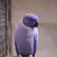indian-ring-neck-parrots-lavender-237210_836x836.jpg.webp