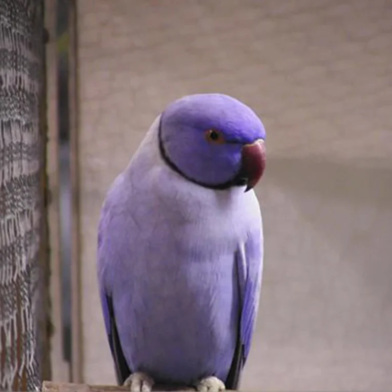 indian-ring-neck-parrots-lavender-237210_836x836.jpg.webp