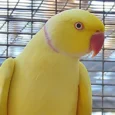 indian-ring-neck-yellow-257767_799x532.jpg.webp