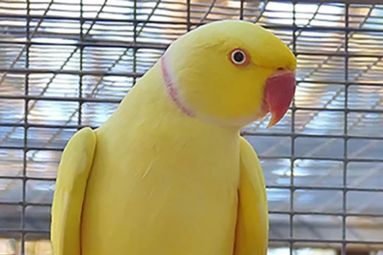 indian-ring-neck-yellow-257767_799x532.jpg.webp