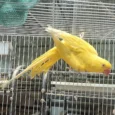 indian-ring-neck-yellow-314917_836x836.jpg.webp