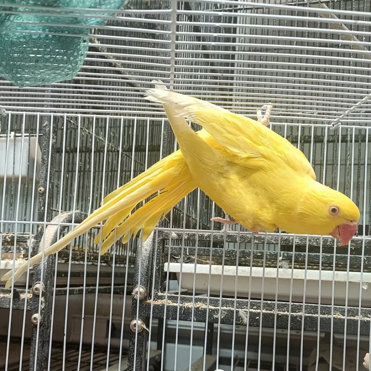 indian-ring-neck-yellow-314917_836x836.jpg.webp