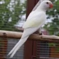 Indian Ring Neck Parrot White Yellow Cremino with soft white and yellow plumage