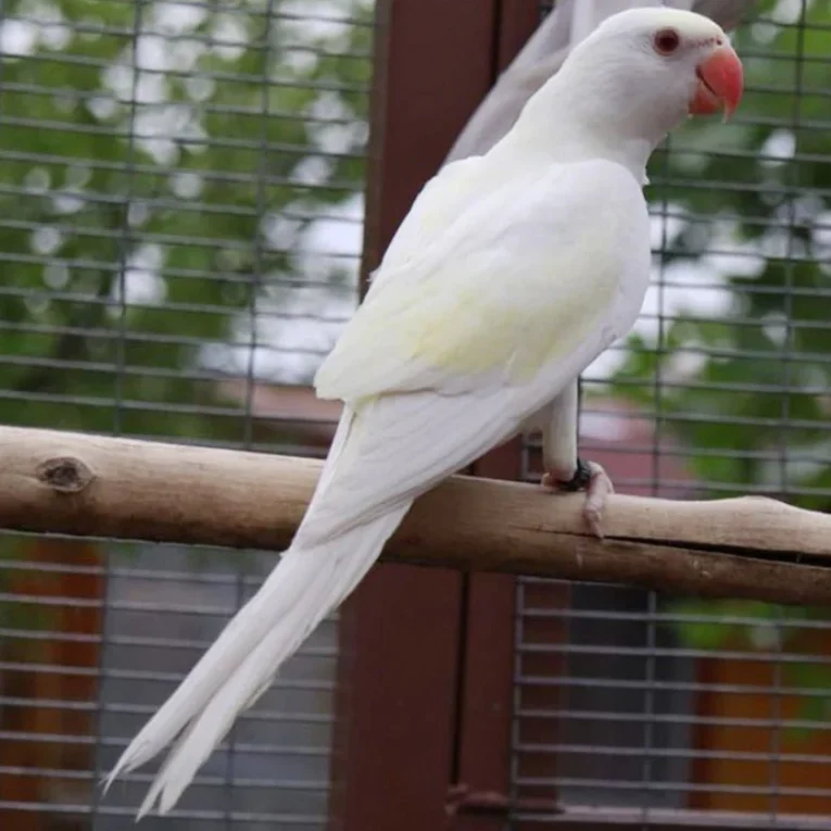 Indian Ring Neck Parrot White Yellow Cremino with soft white and yellow plumage