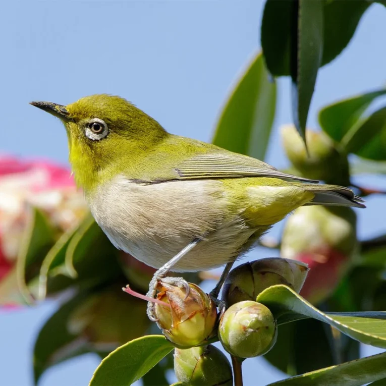 Japanese White-eye for Sale with green plumage and distinctive white eye ring