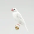 java-finch-white-444806_828x828.jpg.webp