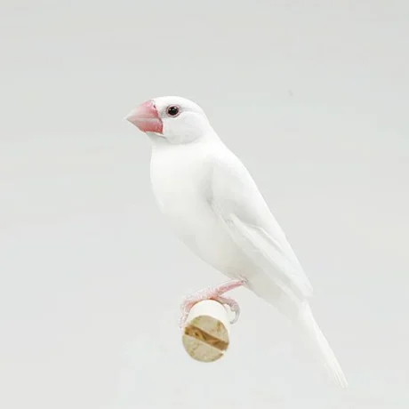 Java Finch Sparrow White