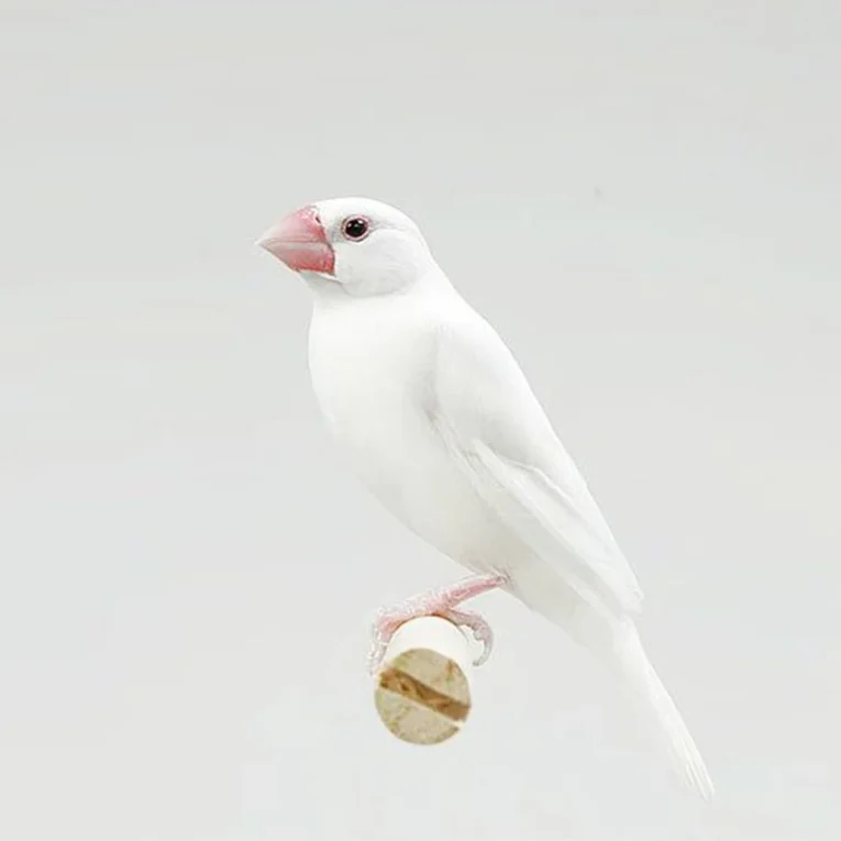 java-finch-white-444806_828x828.jpg.webp