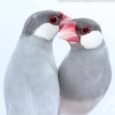 java-sparrow-finch-silver-945716_232x217.jpg