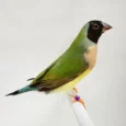 lady-gouldian-finch-black-head-green-back-244898_836x836.jpg.webp