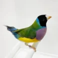 lady-gouldian-finch-black-head-green-back-395089_836x836.jpg.webp