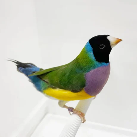 Lady Gouldian Finch - Black Head Green Back