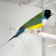 lady-gouldian-finch-black-head-green-back-915531_836x836.jpg.webp
