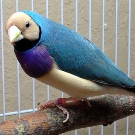 Lady Gouldian Finch - Blue Back