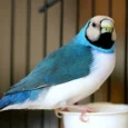 lady-gouldian-finch-blue-back-915501_600x600.jpg.webp