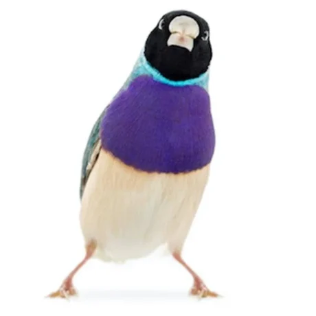 Lady Gouldian Finch - Blue Back