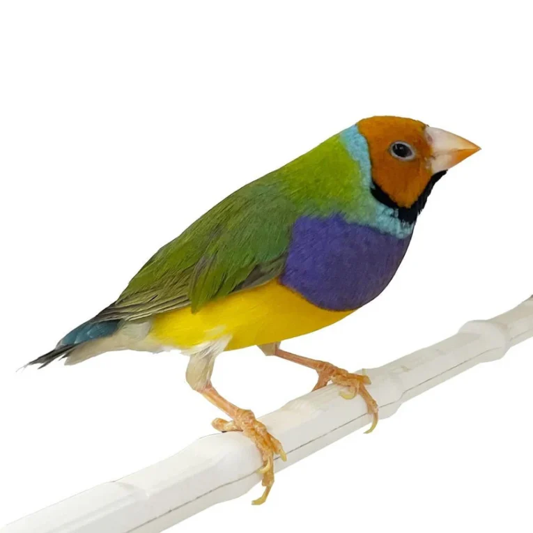 Lady Gouldian Finch Orange Head Green Back with orange head and green plumage