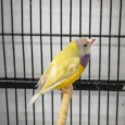 lady-gouldian-finch-orange-head-yellow-back-104448_825x836.jpg.webp