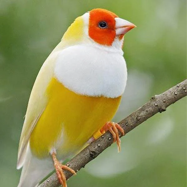 lady-gouldian-finch-orange-head-yellow-back-228288_600x600.jpg.webp