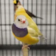 lady-gouldian-finch-orange-head-yellow-back-232599_836x760.jpg.webp