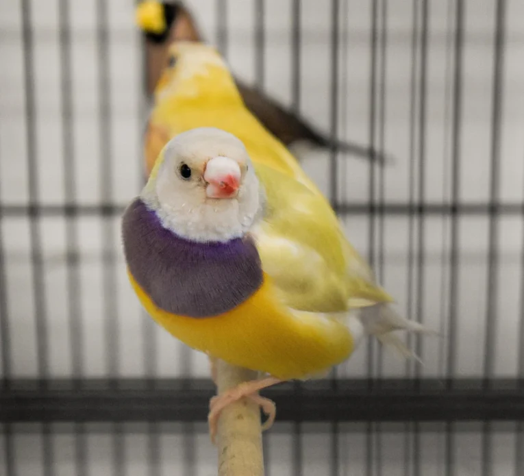 lady-gouldian-finch-orange-head-yellow-back-232599_836x760.jpg.webp
