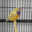 lady-gouldian-finch-orange-head-yellow-back-302015_836x749.jpg.webp