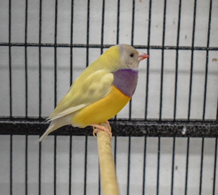 lady-gouldian-finch-orange-head-yellow-back-302015_836x749.jpg.webp