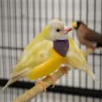 lady-gouldian-finch-orange-head-yellow-back-558864_836x655.jpg.webp