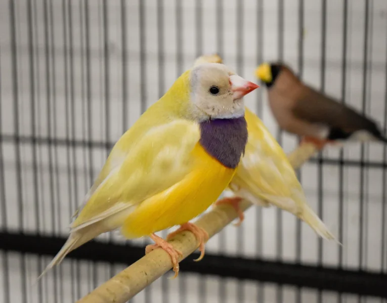lady-gouldian-finch-orange-head-yellow-back-558864_836x655.jpg.webp