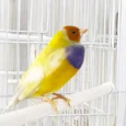 lady-gouldian-finch-orange-head-yellow-back-666388_836x836.jpg.webp