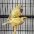 lady-gouldian-finch-orange-head-yellow-back-920255_836x721.jpg.webp