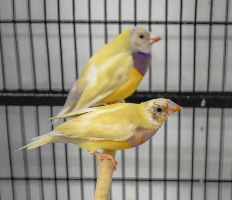 lady-gouldian-finch-orange-head-yellow-back-920255_836x721.jpg.webp