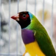 lady-gouldian-finch-red-head-green-back-337189_836x697.jpg.webp