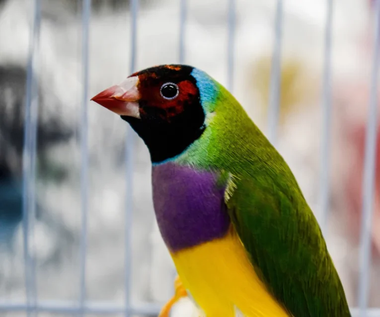 lady-gouldian-finch-red-head-green-back-337189_836x697.jpg.webp