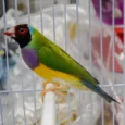 lady-gouldian-finch-red-head-green-back-474488_836x662.jpg.webp