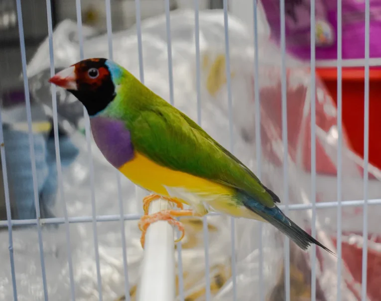 lady-gouldian-finch-red-head-green-back-474488_836x662.jpg.webp