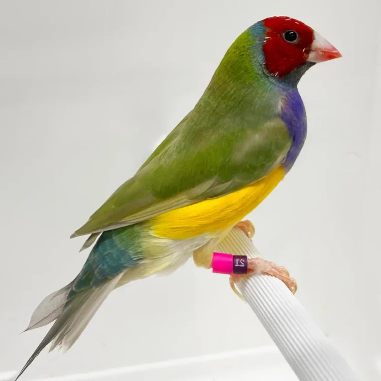 lady-gouldian-finch-red-head-green-back-564852_836x836.jpg.webp