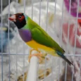 lady-gouldian-finch-red-head-green-back-588111_836x726.jpg.webp