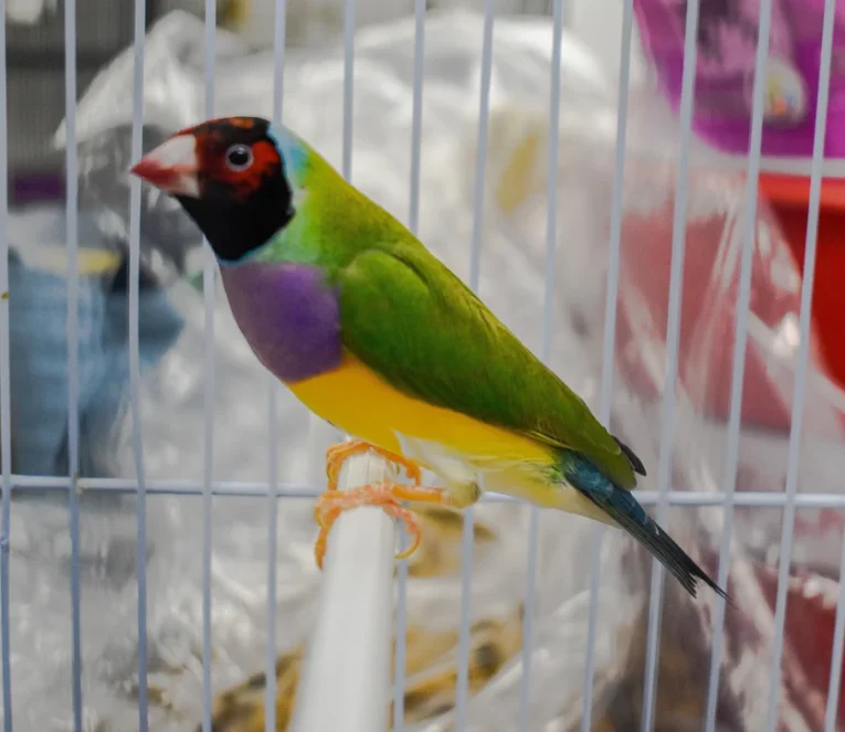 lady-gouldian-finch-red-head-green-back-588111_836x726.jpg.webp