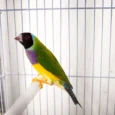 lady-gouldian-finch-red-head-green-back-616322_836x558.jpg.webp