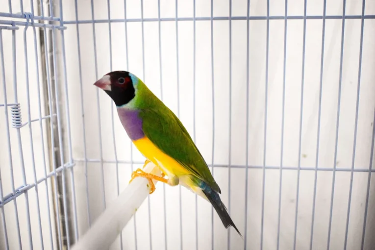 lady-gouldian-finch-red-head-green-back-616322_836x558.jpg.webp