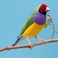 lady-gouldian-finch-red-head-green-back-672568_600x600.jpg