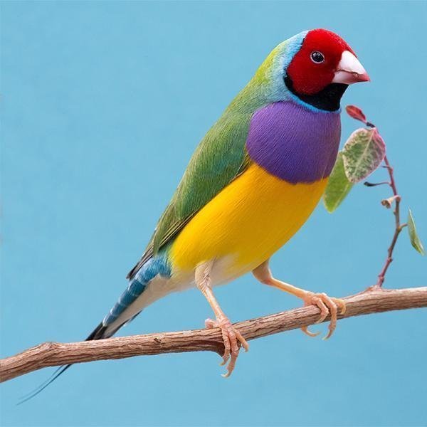 lady-gouldian-finch-red-head-green-back-672568_600x600.jpg