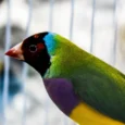 lady-gouldian-finch-red-head-green-back-926069_836x701.jpg.webp