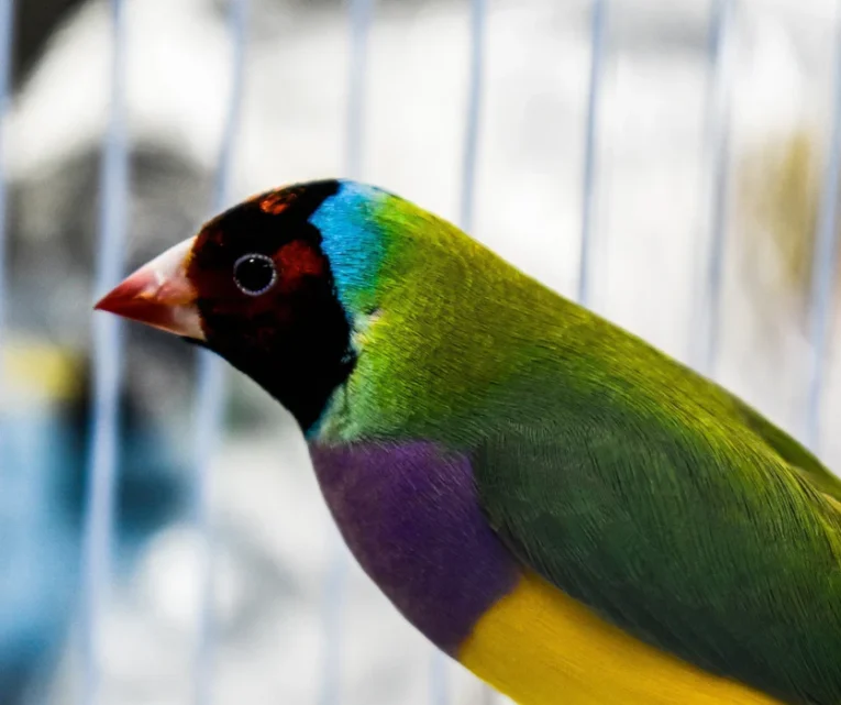 lady-gouldian-finch-red-head-green-back-926069_836x701.jpg.webp