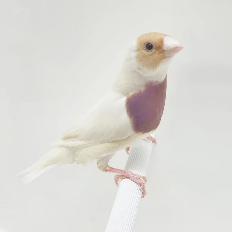 Silver Back Lady Gouldian Finch with soft blue-gray plumage